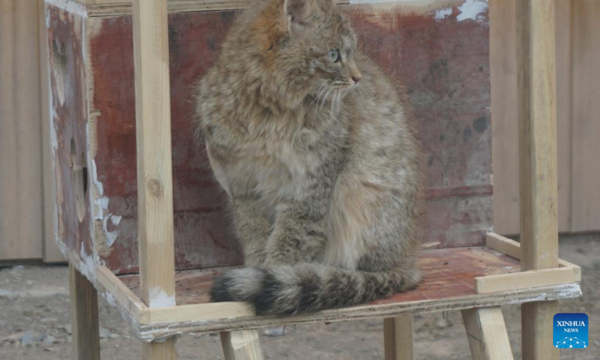 This photo taken on Dec 10, 2022 shows a desert cat at a wildlife rescue and breeding station in Qilian County of Haibei Tibetan Autonomous Prefecture, northwest China's Qinghai Province. Photo:Xinhua