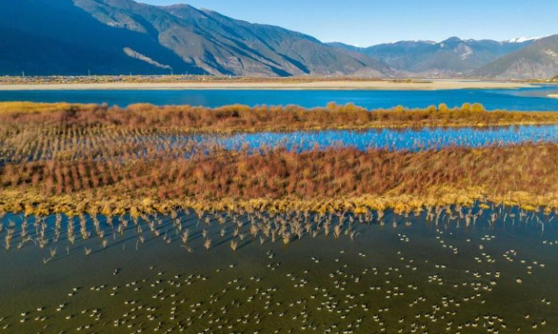 2022 年 11 月 19 日，成群的候鸟在中国西南部西藏自治区林芝的雅尼国家湿地公园休息。（图片来源：中新社/董志雄）