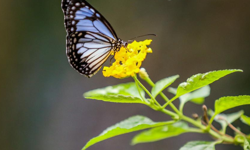 A butterfly is seen inside the butterfly garden at the Manila Zoo in Manila, the Philippines, Nov. 21, 2022. The Manila Zoo was reopened to the public after a three-year hiatus as it underwent a complete renovation and served as a venue for the city's COVID-19 vaccination during the pandemic. (Xinhua/Rouelle Umali)