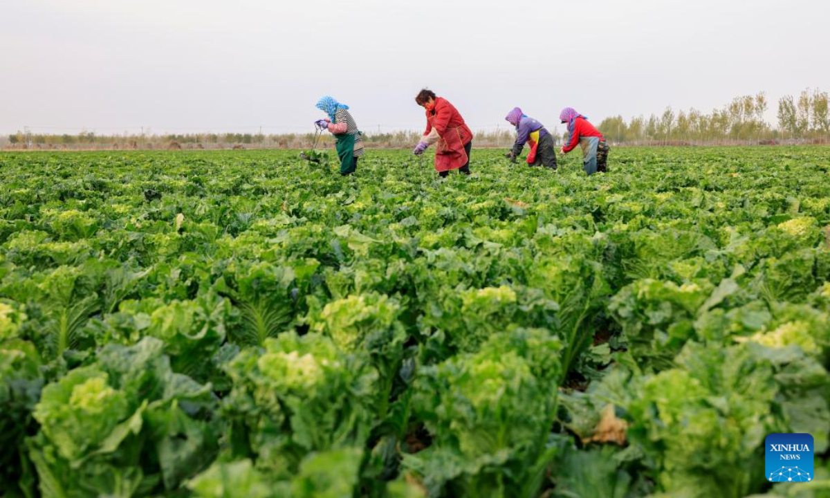 Villagers harvest Chinese cabbages in Wangjiapanzi Village, Fengnan District of Tangshan, north China's Hebei Province, Nov 19, 2022. Vegetable farmers across China are busy harvesting vegetables to ensure supply in winter.Photo:Xinhua