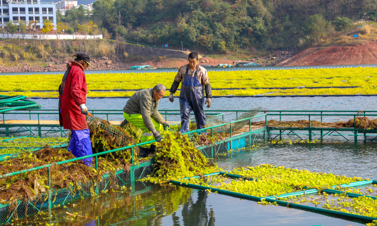 Workers plant winter vegetables on an ecological floating island at Qiandao Lake in Chun'an county, East China's Zhejiang Province on December 13, 2022. The roots of plants will enhance the water purification capacity and further improve the water quality of Qiandao Lake. Photo: VCG