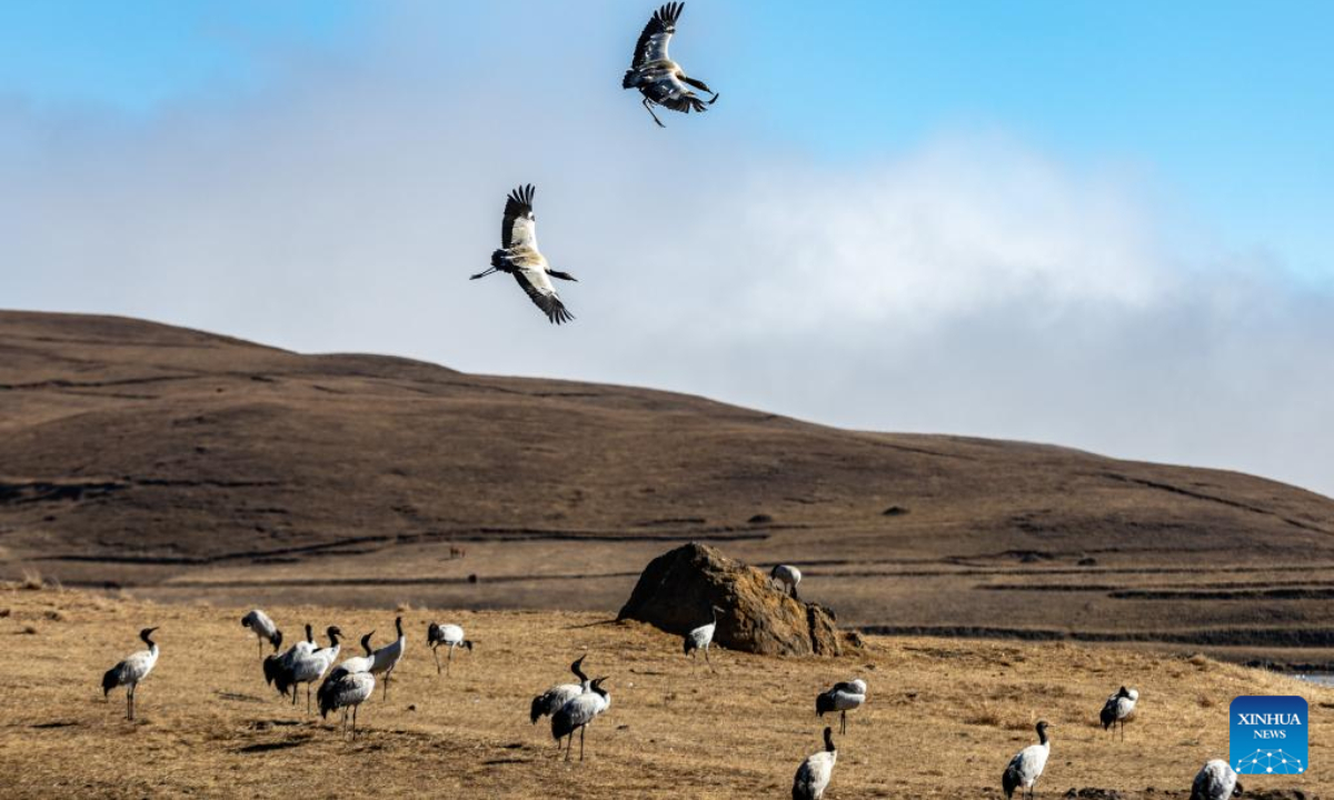 Black-necked cranes are pictured at Yunnan Dashanbao National Nature Reserve for Black-necked Cranes in Zhaotong, southwest China's Yunnan Province, Dec 11, 2022. Photo:Xinhua