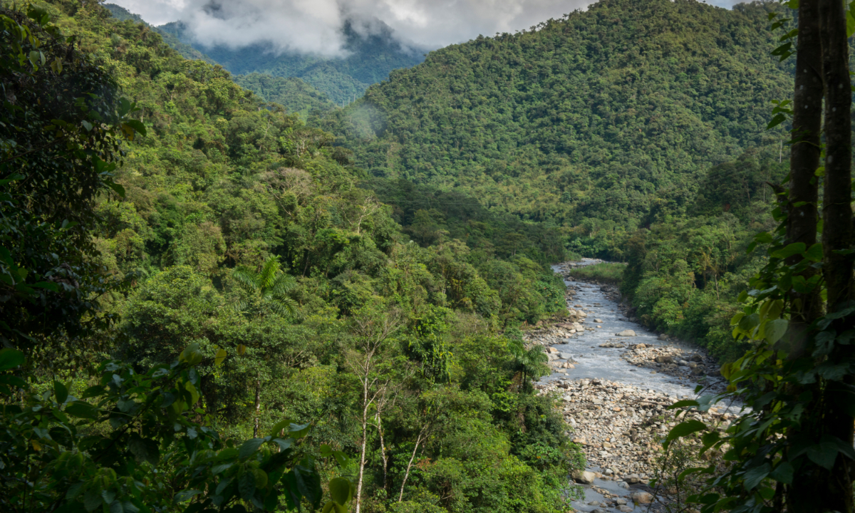 Cloud forest in Manu National Park, part of the Amazon Rainforest in Peru File photo: VCG