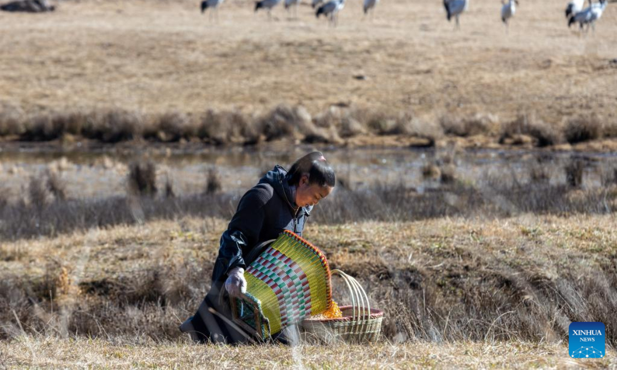 Black-necked cranes are pictured at Yunnan Dashanbao National Nature Reserve for Black-necked Cranes in Zhaotong, southwest China's Yunnan Province, Dec 11, 2022. Photo:Xinhua
