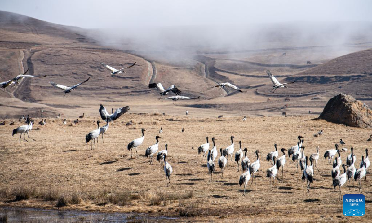 Black-necked cranes are pictured at Yunnan Dashanbao National Nature Reserve for Black-necked Cranes in Zhaotong, southwest China's Yunnan Province, Dec 11, 2022. Photo:Xinhua