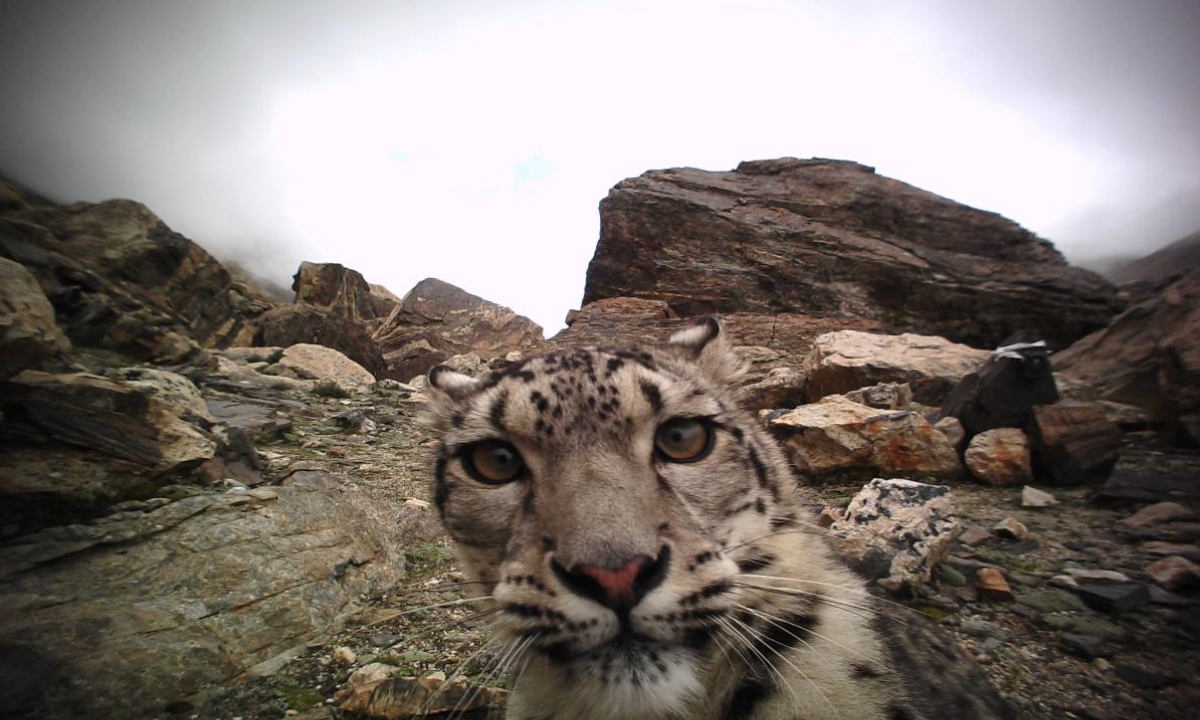 A snow leopard Photo: Courtesy of China's Ministry of Ecology and Environment