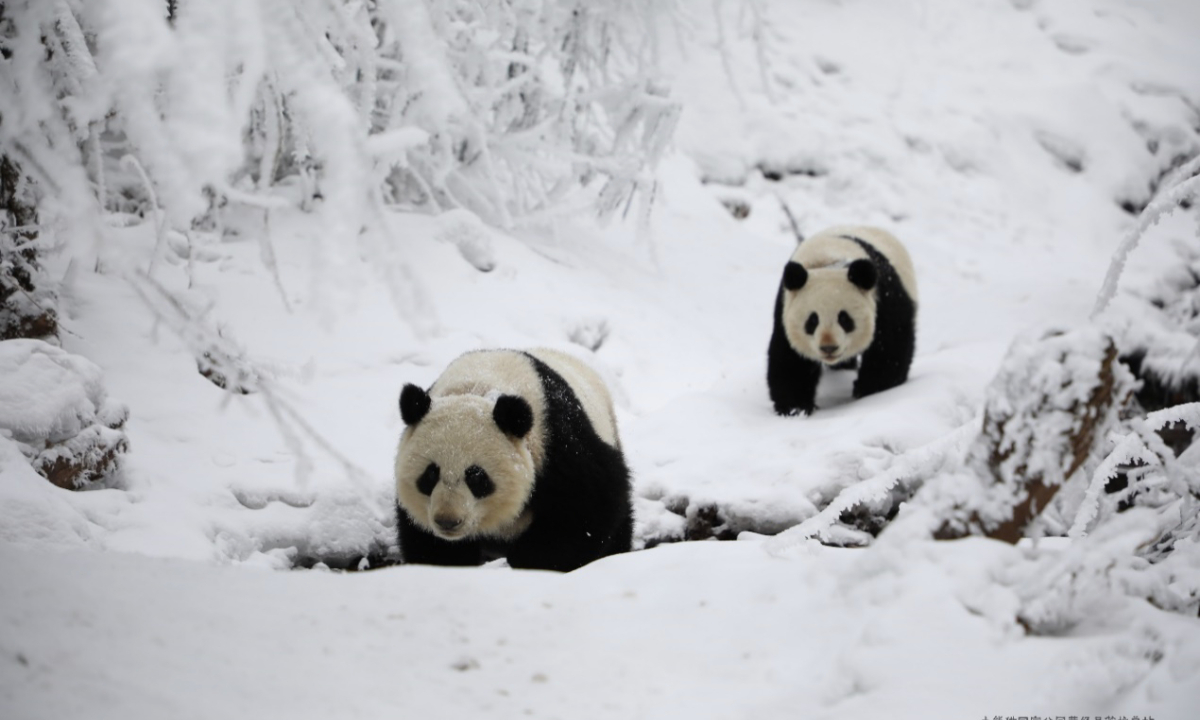 Pandas in the Chinese Giant Panda National Park Photo: Courtesy of China’s Ministry of Ecology and Environment