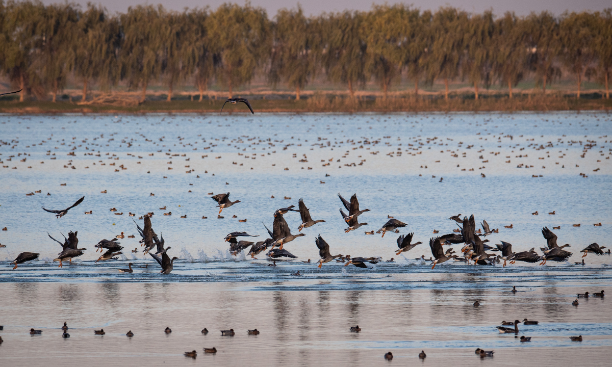 Northern migratory birds come to the Fuhe Wetland in Dongxihu District, Wuhan, Central China's Hubei Province for the winter. Photo: IC