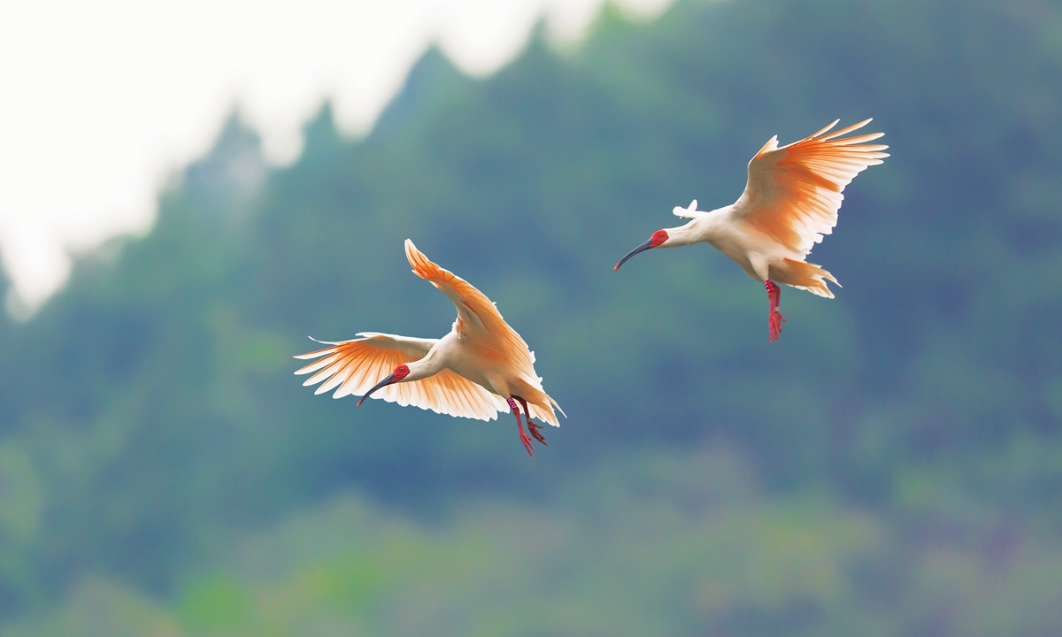 The crested ibis, often referred to as a 
