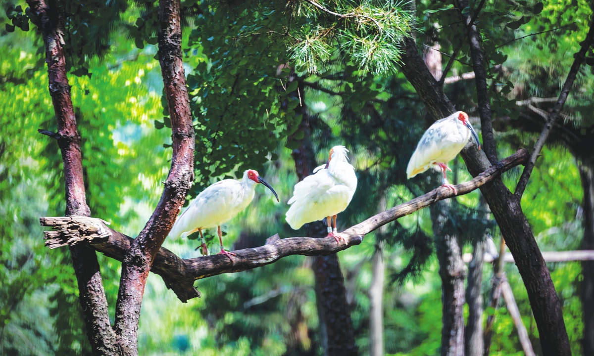 Three crested ibis sit in a tree in Xi'an, Northwest China's Shaanxi Province on September 6, 2022.Photo: VCG