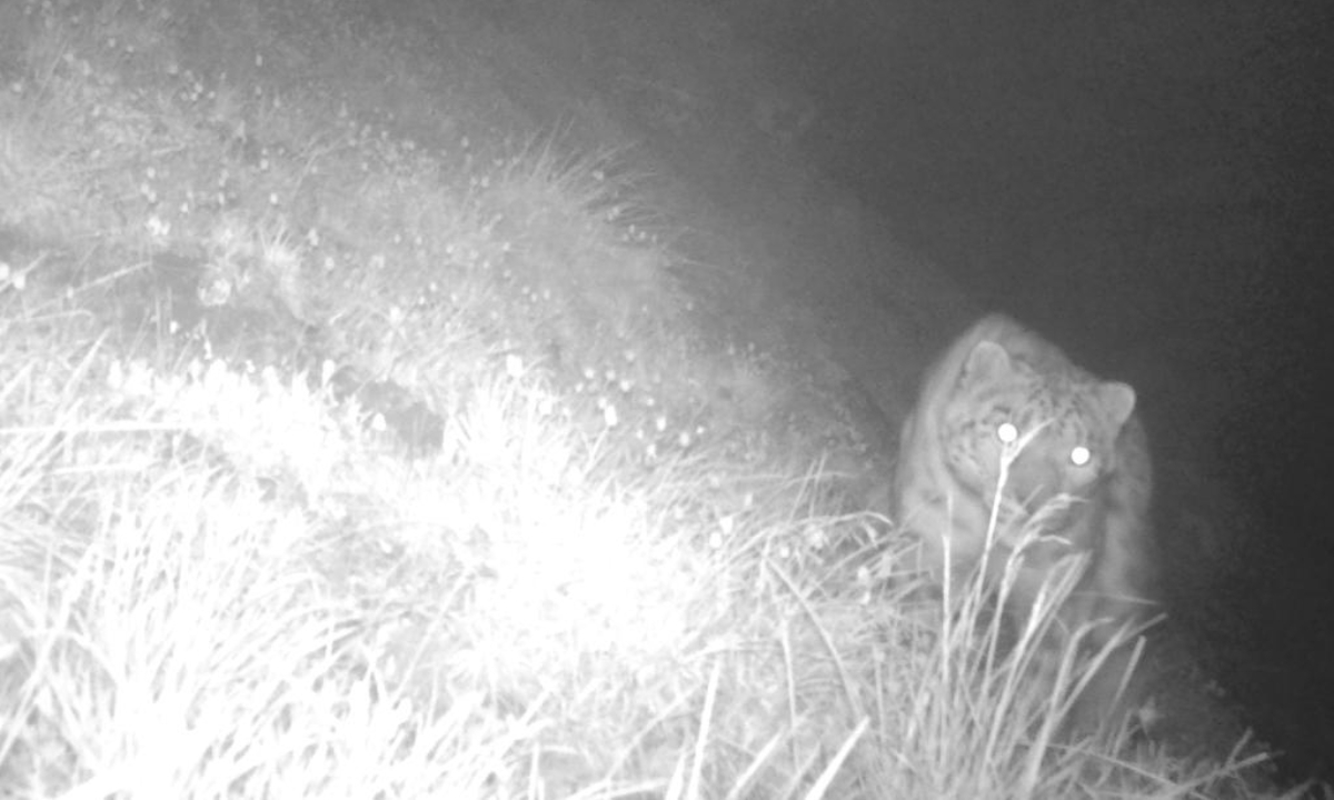 This file photo taken by an infrared camera shows a snow leopard in the Wenchuan area of the Giant Panda National Park in southwest China's Sichuan Province. Photo:Xinhua