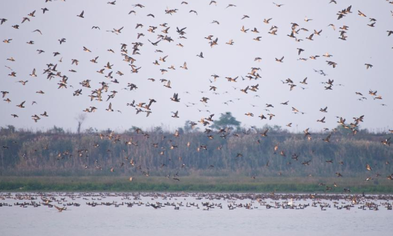 Falcated ducks fly over the West Dongting Lake national nature reserve in Changde, central China's Hunan Province, Nov. 10, 2022. Photo: Xinhua