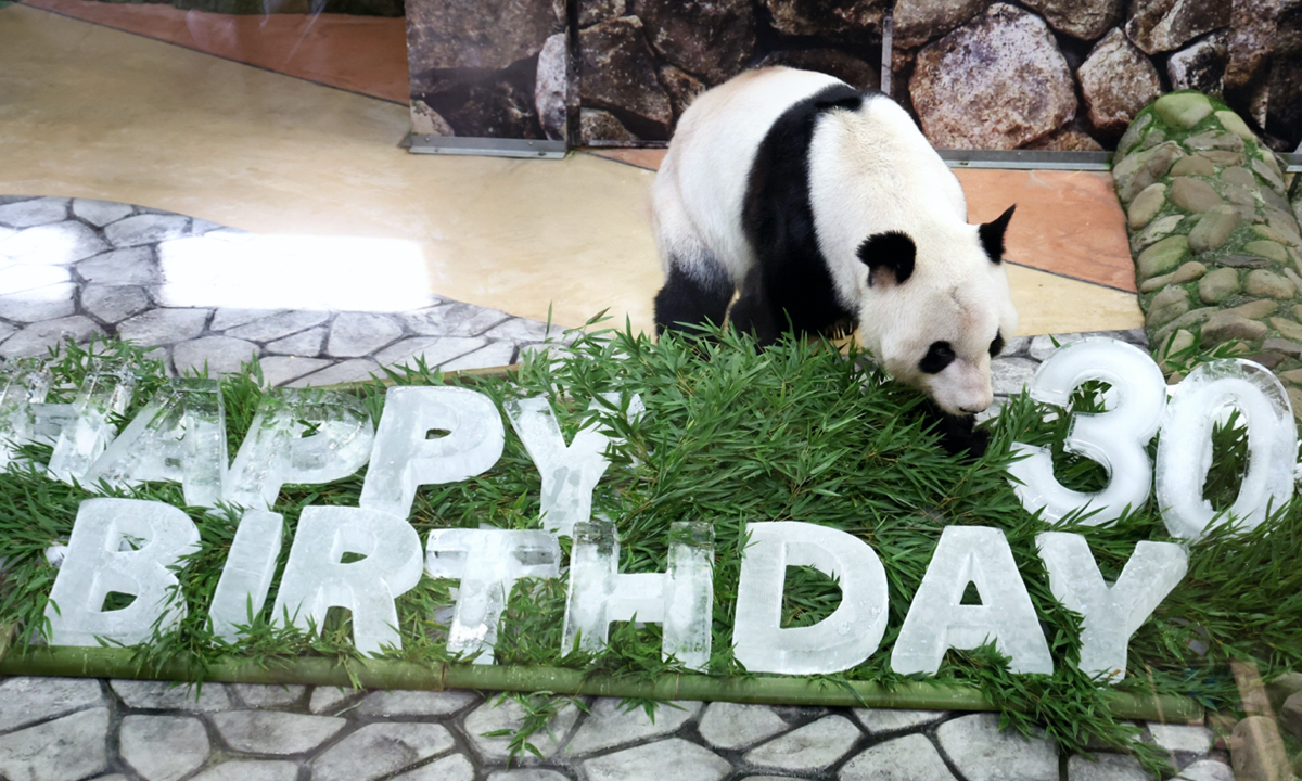 Giant panda Yong Ming Photo: VCG
