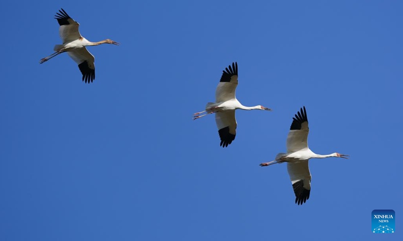 White cranes fly over Wuxing white crane conservation area by the Poyang Lake in Nanchang, east China's Jiangxi Province, Nov. 10, 2022. The first batch of migrant birds have arrived at Poyang Lake, the largest fresh-water lake in China, to spend their winter time. (Xinhua/Zhou Mi)
