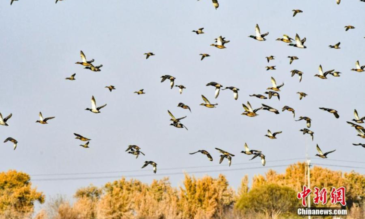 一群野鸭飞过中国西北部新疆维吾尔自治区塔里木河沿岸的一片芦苇湿地。 图片来源：中新社