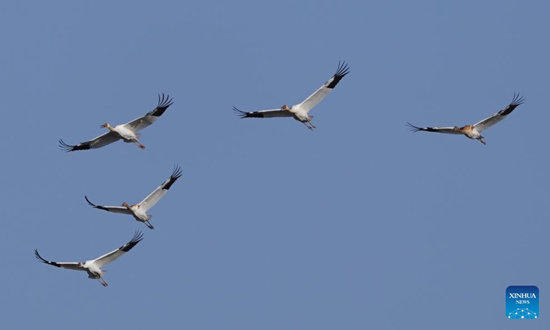 White cranes fly over Wuxing white crane conservation area by the Poyang Lake in Nanchang, east China's Jiangxi Province, Nov. 10, 2022. The first batch of migrant birds have arrived at Poyang Lake, the largest fresh-water lake in China, to spend their winter time. (Xinhua/Zhou Mi)