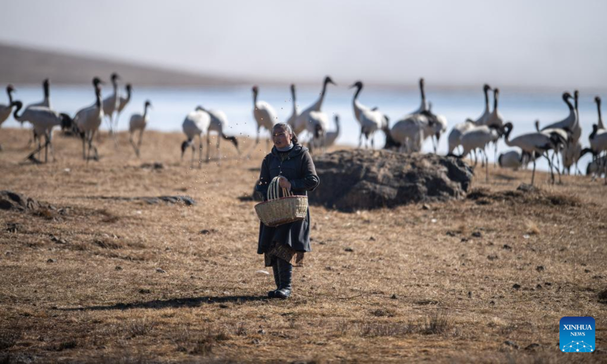 Black-necked cranes are pictured at Yunnan Dashanbao National Nature Reserve for Black-necked Cranes in Zhaotong, southwest China's Yunnan Province, Dec 11, 2022. Photo:Xinhua