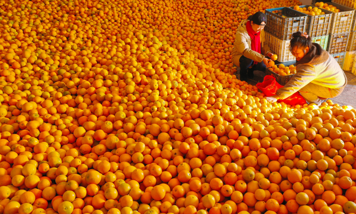 Farmers in Xintian county, Yongzhou, Central China’s Hunan Province sort and pack selenium-rich navel oranges on December 18, 2022. The county relies on the advantages of selenium-rich resources to vigorously promote the cultivation of navel oranges, watermelons, fresh peaches and other fruits through a combination of online and on-site sales, the development of rural tourism and leisure agriculture, to broaden the sales channels for fruit farmers.