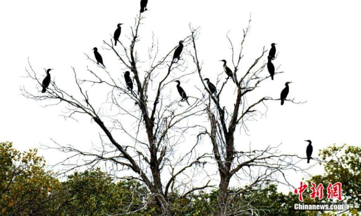 A flock of cormorants perch on a tree in northwest China's Xinjiang Uyghur Autonomous Region. Photo:China News Service