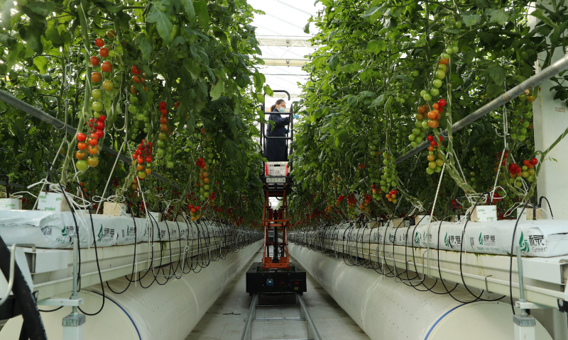 A worker pollinates cherry tomatoes and strawberries at a smart glass greenhouse in Mengcheng county, East China's Anhui Province, on December 3, 2022. Crops planted using hydroponic technology have entered the flowering and fruit-bearing period. They will be harvested for the Spring Festival, which falls on January 22 in 2023. Photo: VCG