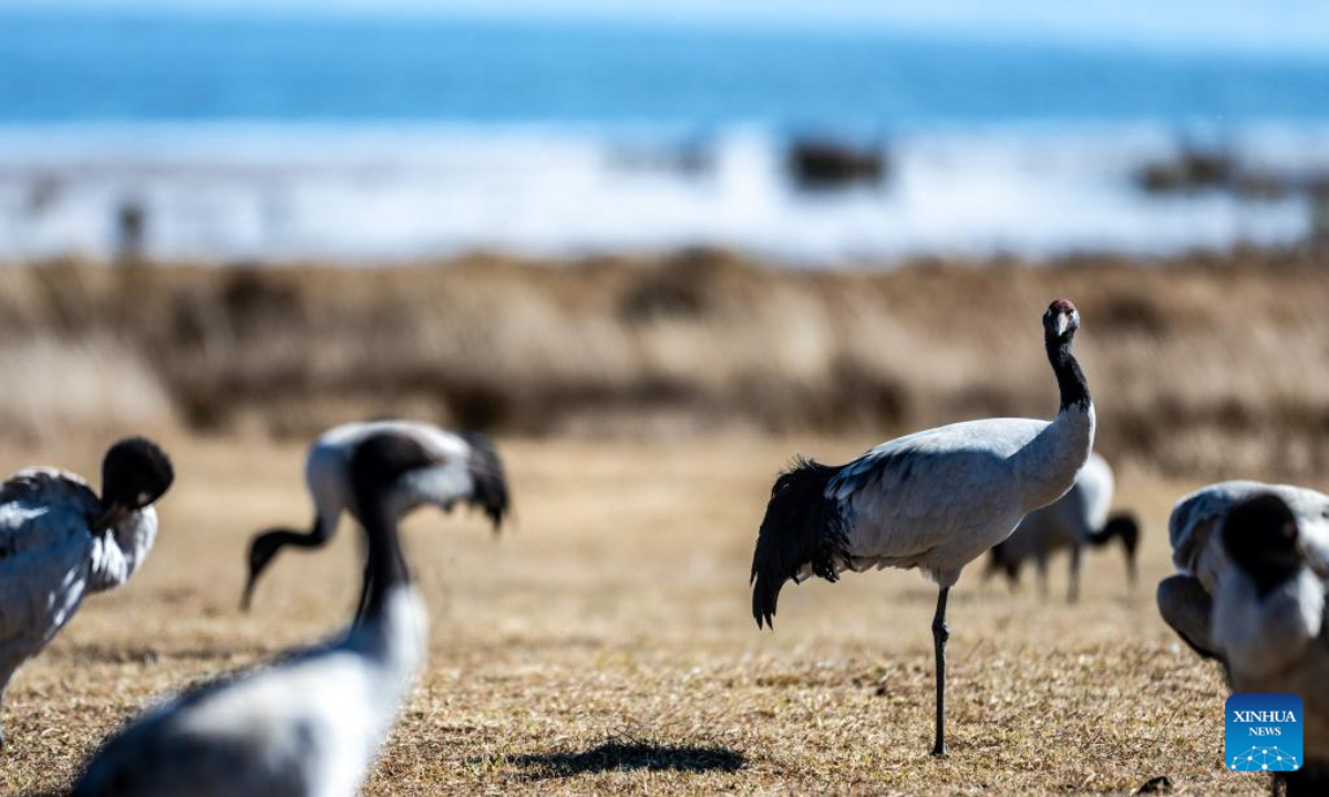 Black-necked cranes are pictured at Yunnan Dashanbao National Nature Reserve for Black-necked Cranes in Zhaotong, southwest China's Yunnan Province, Dec 11, 2022. Photo:Xinhua