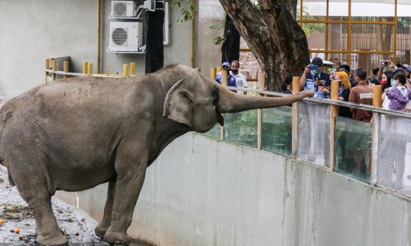 Visitors look at an elephant at the Manila Zoo in Manila, the Philippines, Nov. 21, 2022. The Manila Zoo was reopened to the public after a three-year hiatus as it underwent a complete renovation and served as a venue for the city's COVID-19 vaccination during the pandemic. (Xinhua/Rouelle Umali)