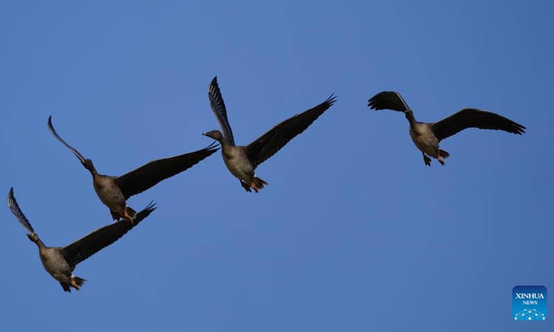 Bean geese fly over Wuxing white crane conservation area by the Poyang Lake in Nanchang, east China's Jiangxi Province, Nov. 10, 2022. The first batch of migrant birds have arrived at Poyang Lake, the largest fresh-water lake in China, to spend their winter time. (Xinhua/Zhou Mi)