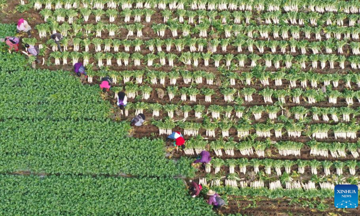 This aerial photo taken on Nov 18, 2022 shows villagers harvesting white radishes at a vegetable base of Shahe Village of Qingshen County, southwest China's Sichuan Province. Vegetable farmers across China are busy harvesting vegetables to ensure supply in winter. Photo:Xinhua