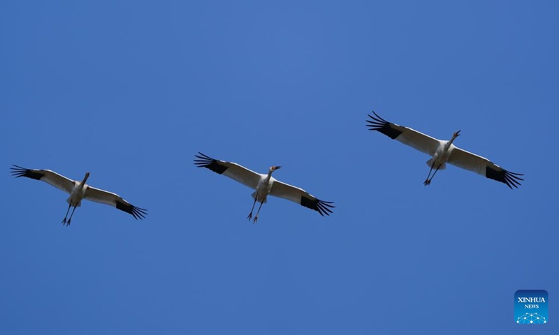White cranes fly over Wuxing white crane conservation area by the Poyang Lake in Nanchang, east China's Jiangxi Province, Nov. 10, 2022. The first batch of migrant birds have arrived at Poyang Lake, the largest fresh-water lake in China, to spend their winter time. (Xinhua/Zhou Mi)