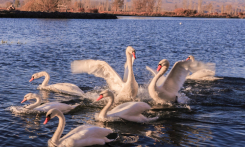 Swans Photo: IC