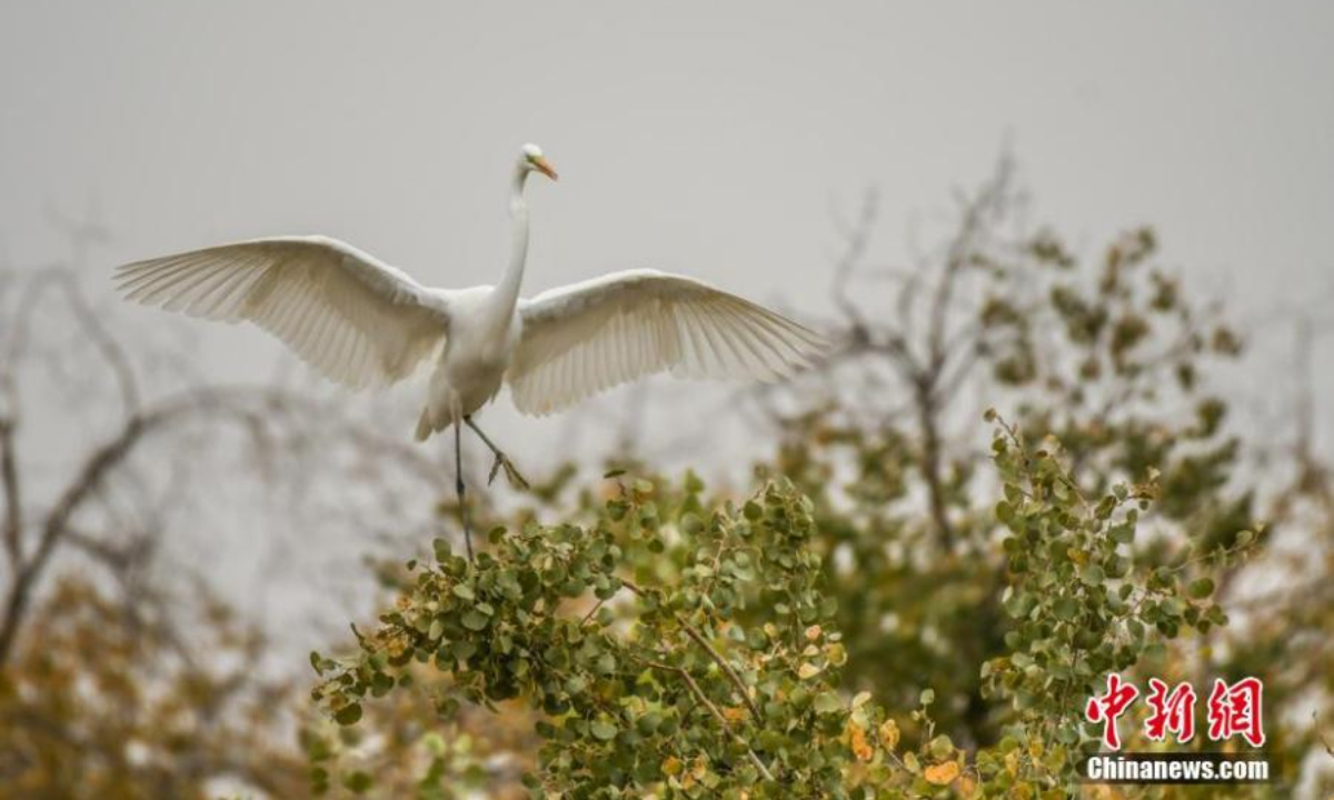 An egret perches on a tree in northwest China's Xinjiang Uyghur Autonomous Region. Photo:China News Service