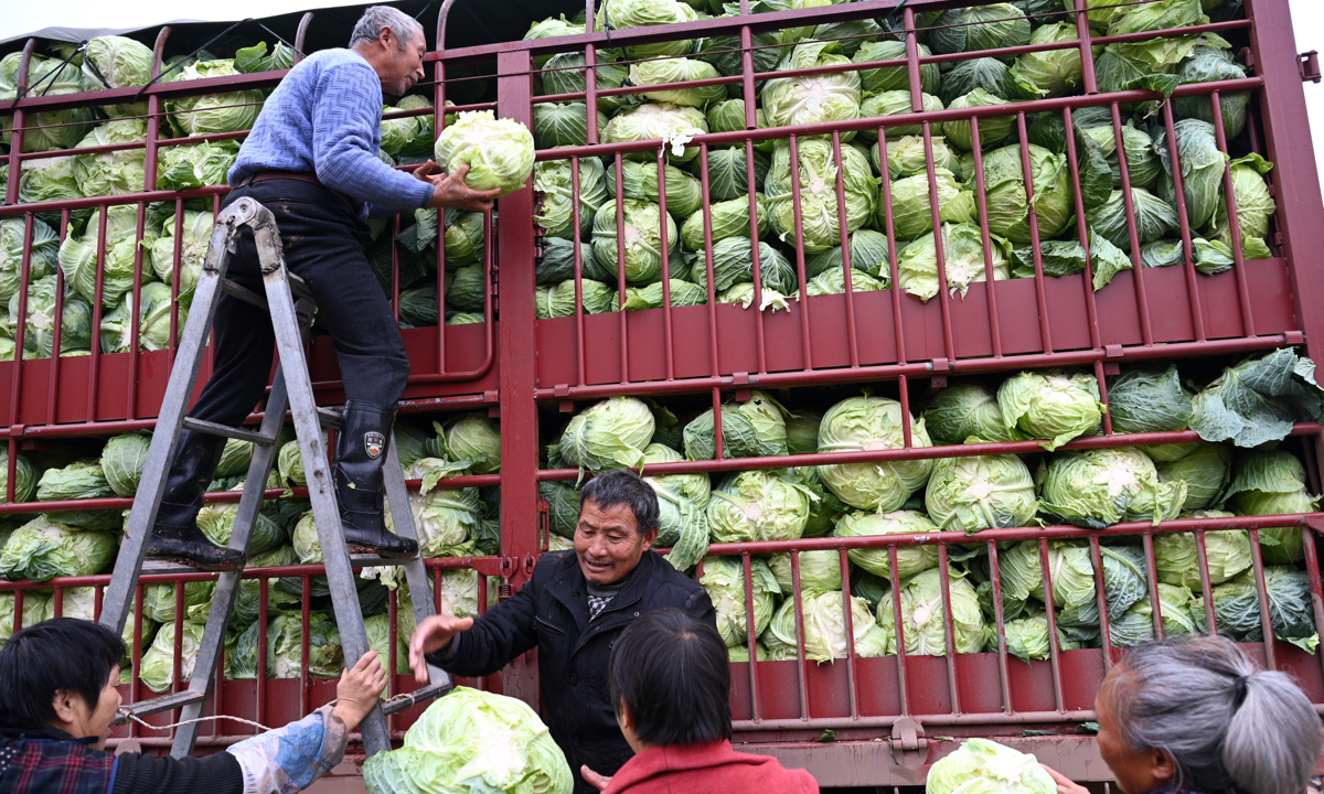 Farmers load cabbages onto a truck in Neijiang, Southwest China’s Sichuan Province on December 7, 2022. Completing the vegetable harvest is necessary to make room for the planting of winter wheat as the seasons change, so that the land could be used efficiently. Nearly 99 percent of winter wheat was planted as of end-November, according to the Ministry of Agriculture and Rural Affairs.