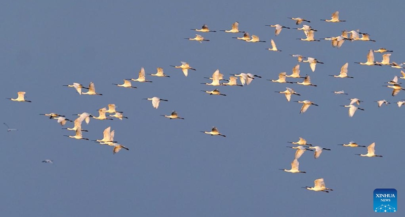 White spoonbills fly over the Poyang Lake Nanji national wetland reserve in east China's Jiangxi Province, Nov. 11, 2022. The first batch of migrant birds have arrived at Poyang Lake, the largest fresh-water lake in China, to spend their winter time. (Xinhua/Wan Xiang)