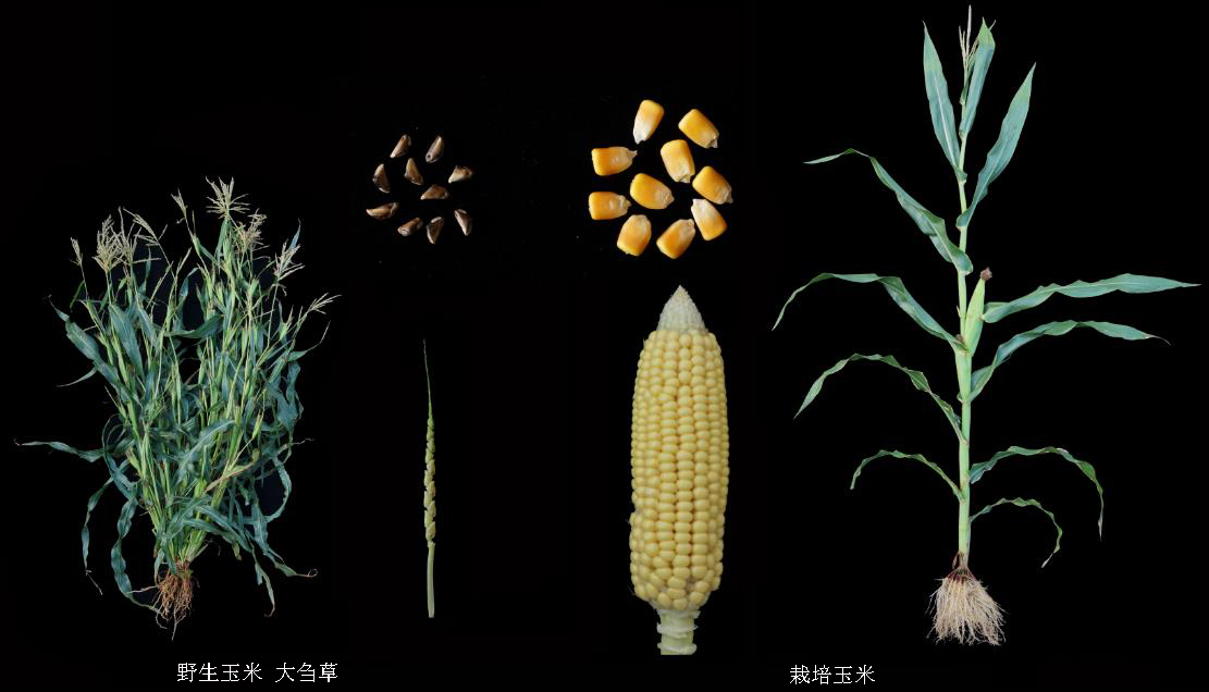 Ancestors of the human being began to domesticate corn as early as 9,000 years ago, and gradually transformed the weed-like wild maize teosinte into the one we have today. Source: The Paper