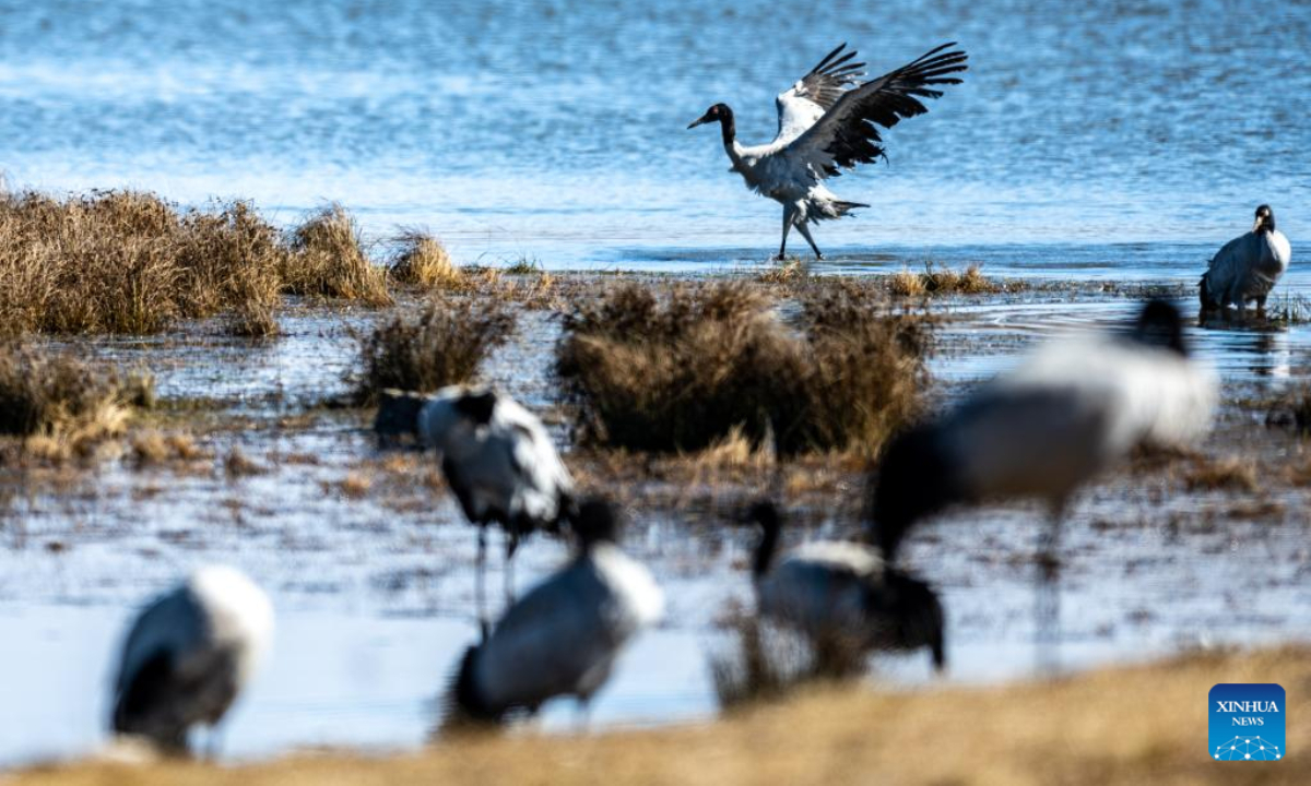 Black-necked cranes are pictured at Yunnan Dashanbao National Nature Reserve for Black-necked Cranes in Zhaotong, southwest China's Yunnan Province, Dec 11, 2022. Photo:Xinhua