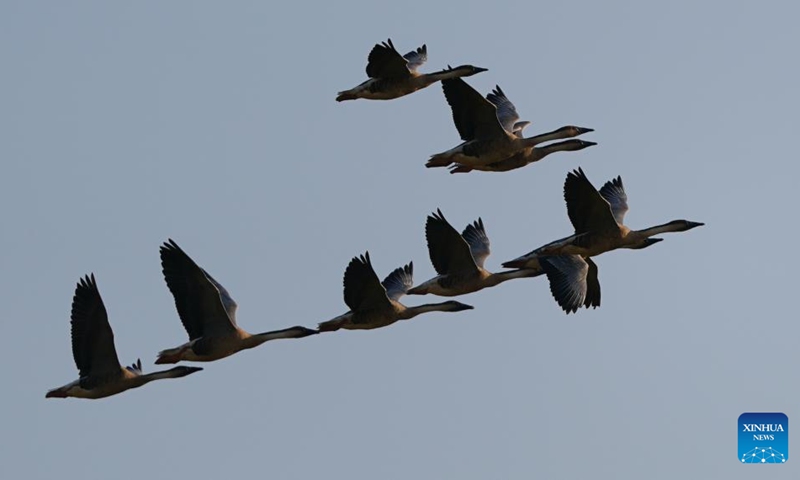 Swan geese fly over Wuxing white crane conservation area by the Poyang Lake in Nanchang, east China's Jiangxi Province, Nov. 10, 2022. The first batch of migrant birds have arrived at Poyang Lake, the largest fresh-water lake in China, to spend their winter time. (Xinhua/Zhou Mi)