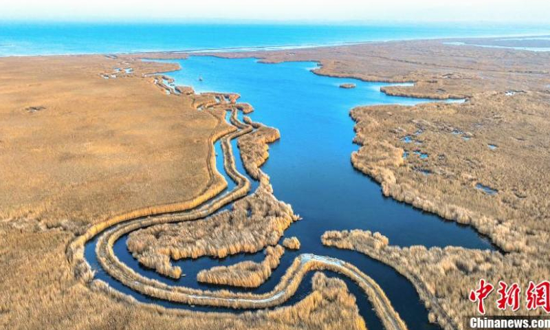 2022 年 11 月 15 日，在中国西北部的新疆维吾尔自治区博湖县，金色的芦苇花盛开，为中国最大的内陆淡水湖博斯腾湖增添了美丽。（照片：中新社/年磊）