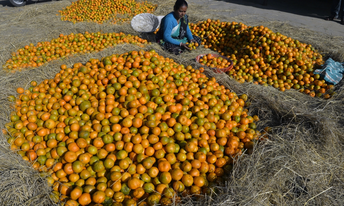 An Indian farmer sorts out oranges for packaging at a fruit market in Siliguri, India. File photo: AFP