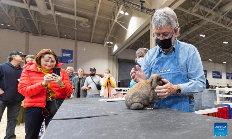 A judge checks a rabbit during the Rabbit & Cavy Show at the 2022 Royal Agricultural Winter Fair in Toronto, Canada, Nov. 13, 2022. (Photo by Zou Zheng/Xinhua)