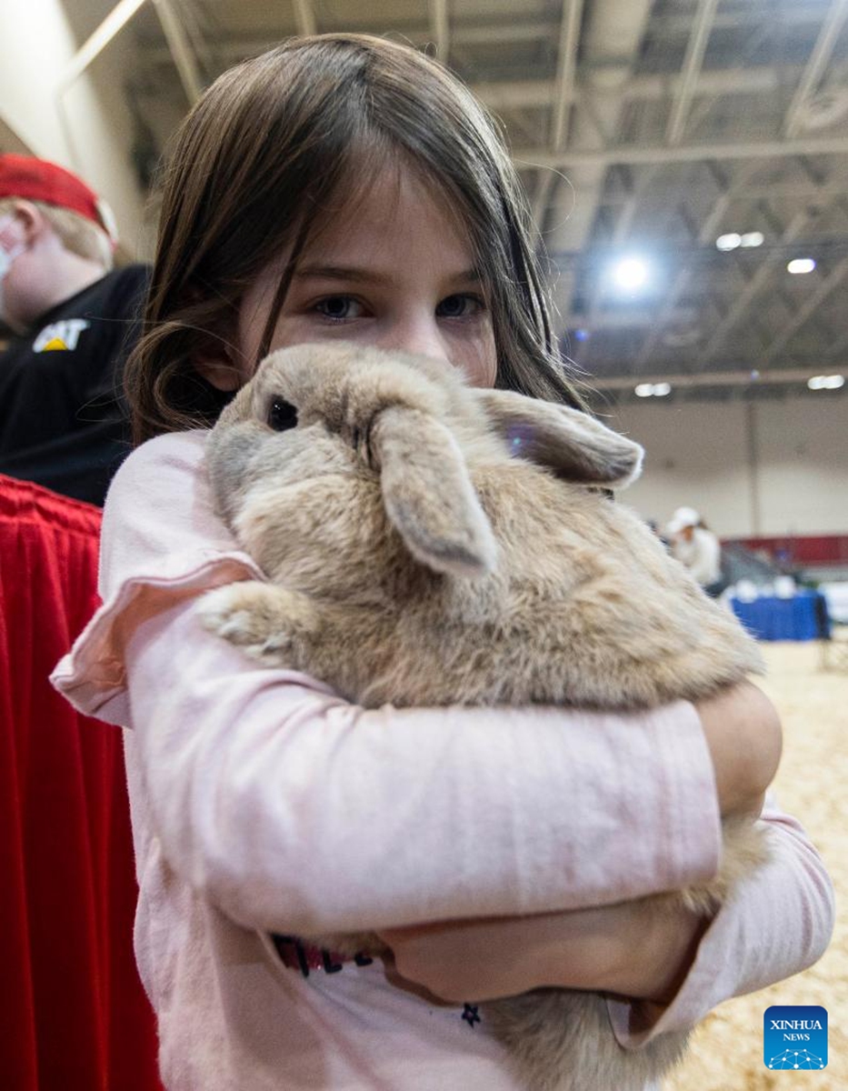 A girl poses for photos with a rabbit during the Rabbit & Cavy Show at the 2022 Royal Agricultural Winter Fair in Toronto, Canada, Nov. 13, 2022. (Photo by Zou Zheng/Xinhua)