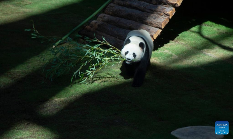 The giant panda Si Hai is seen at the Panda House at Al Khor Park in Doha, Qatar, Nov. 17, 2022. The two giant pandas, three-year-old female Si Hai and four-year-old male Jing Jing, made their first public appearance on Thursday ahead of the FIFA World Cup Qatar 2022. (Photo by Nikku/Xinhua)