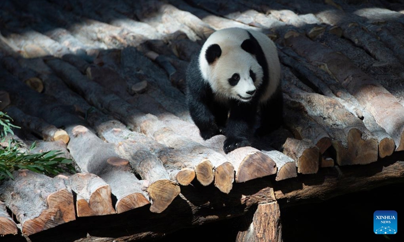 The giant panda Si Hai is seen at the Panda House at Al Khor Park in Doha, Qatar, Nov. 17, 2022. The two giant pandas, three-year-old female Si Hai and four-year-old male Jing Jing, made their first public appearance on Thursday ahead of the FIFA World Cup Qatar 2022. (Photo by Nikku/Xinhua)