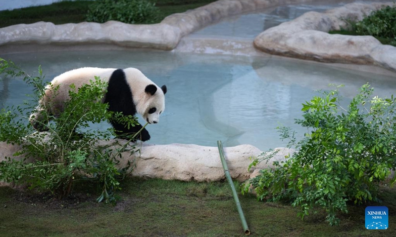 The giant panda Si Hai is seen at the Panda House at Al Khor Park in Doha, Qatar, Nov. 17, 2022. The two giant pandas, three-year-old female Si Hai and four-year-old male Jing Jing, made their first public appearance on Thursday ahead of the FIFA World Cup Qatar 2022. (Xinhua/Xiao Yijiu)