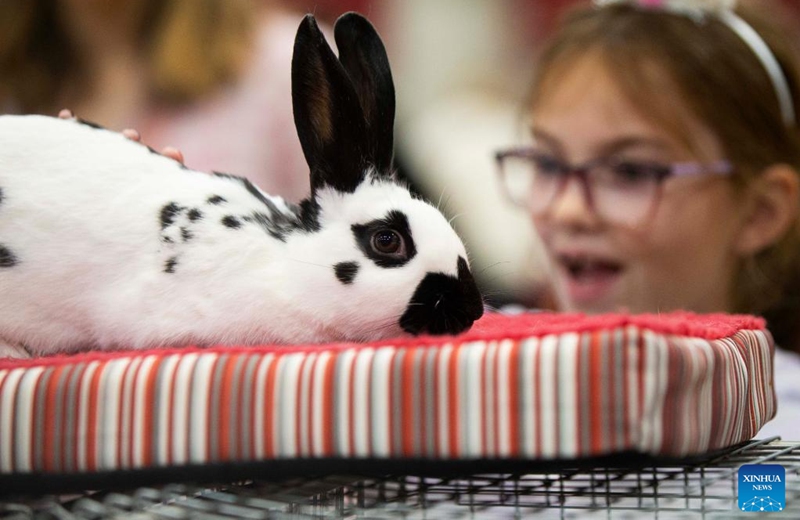 A girl pets a rabbit during the Rabbit & Cavy Show at the 2022 Royal Agricultural Winter Fair in Toronto, Canada, Nov. 13, 2022. (Photo by Zou Zheng/Xinhua)