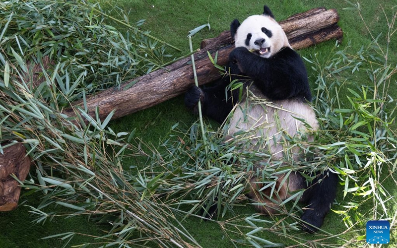 The giant panda Jing Jing is seen at the Panda House at Al Khor Park in Doha, Qatar, Nov. 17, 2022. The two giant pandas, three-year-old female Si Hai and four-year-old male Jing Jing, made their first public appearance on Thursday ahead of the FIFA World Cup Qatar 2022. (Xinhua/Xiao Yijiu)
