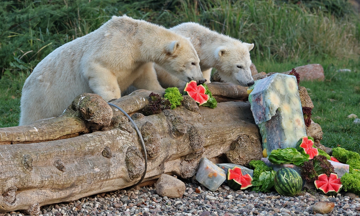 The polar bear twins Kaja and Skadi get icecream cakes for their first birthday in Rostock, Germany, on November 14, 2022. The two polar bear girls were born on November 14, 2021. Photo: IC