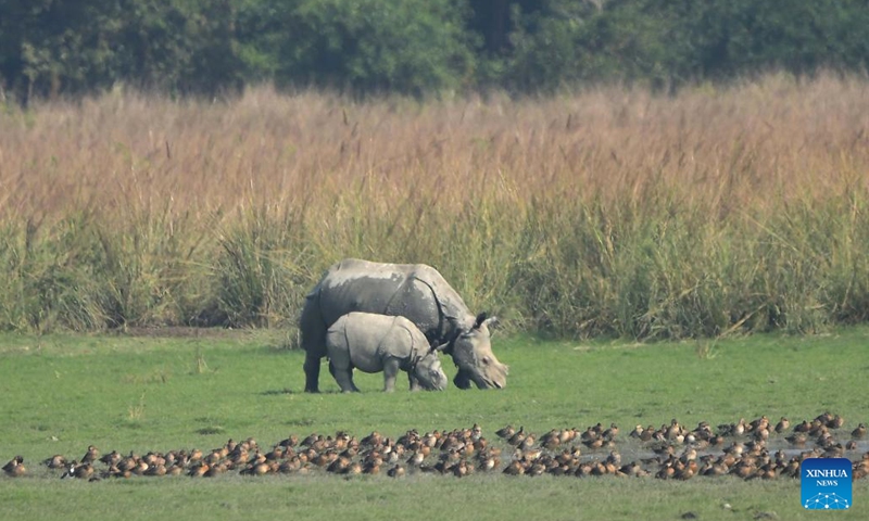 An Indian one-horned rhino and its baby graze in the Pobitora Wildlife Sanctuary in Morigaon district of India's northeastern state of Assam, Nov. 14, 2022. Photo: Xinhua