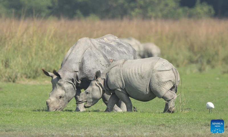 An Indian one-horned rhino and its baby graze in the Pobitora Wildlife Sanctuary in Morigaon district of India's northeastern state of Assam, Nov. 14, 2022. Photo: Xinhua