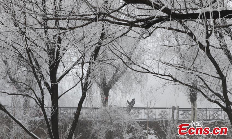 Crystal-clear icicles hang on trees along the banks of Songhua River, covering the landscape in a palette of silver and white, a typical but unique winter scene in Jilin City, northeast China's Jilin Province, Nov. 15, 2022. (Photo: China News Service/Cang Yan)