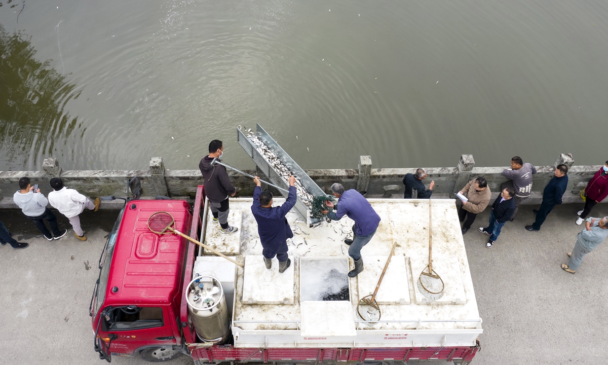 The local water resource department in
Ningbo, East China's Zhejiang Province organizes personnel to release fish fry
in rivers on November 15, 2022. Ningbo's Beilun District organizes two fry
releases each year to create a virtuous cycle of aquatic ecosystem.  Photo: VCG